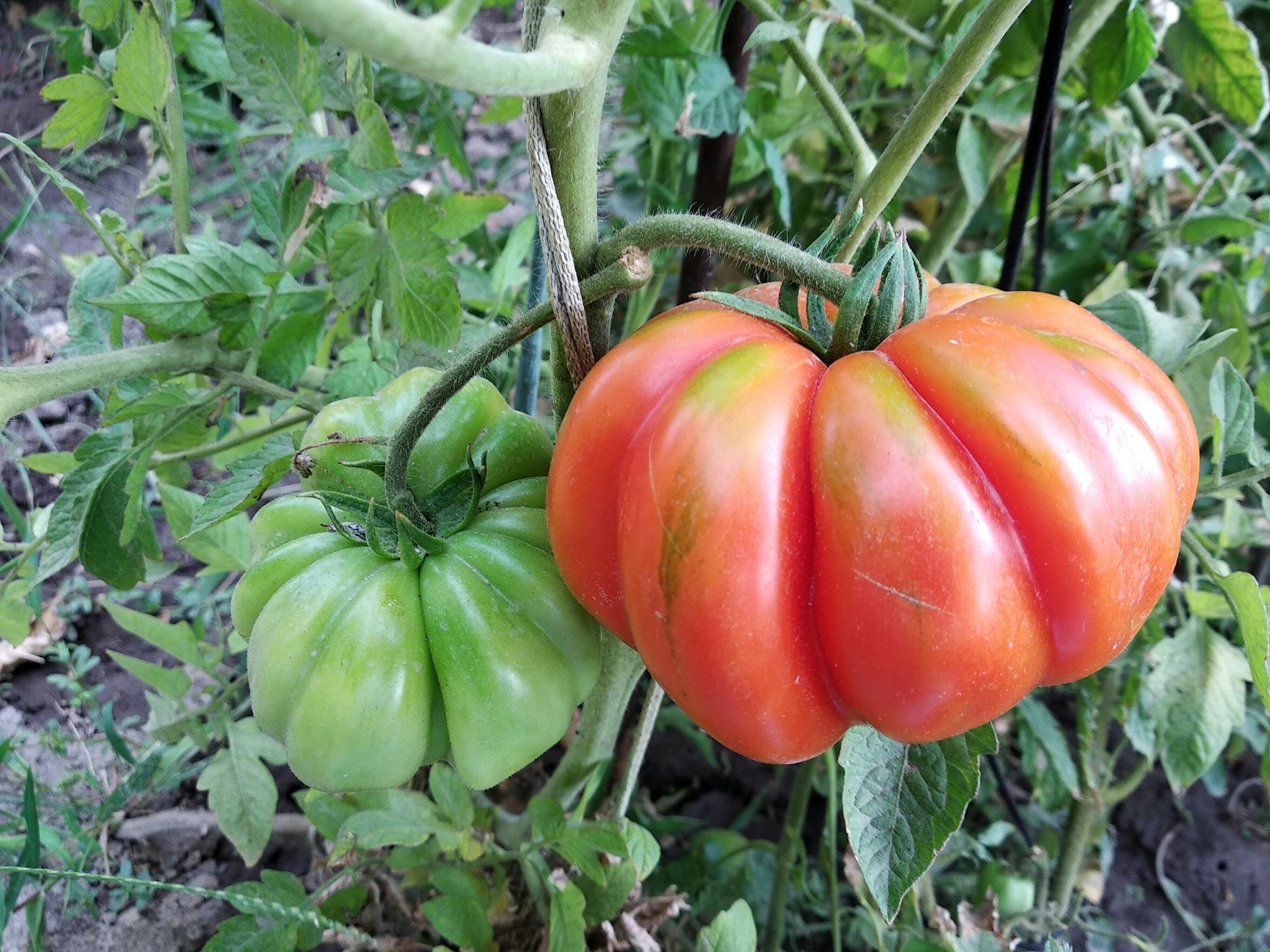 Zaraza ziemniaczana na pomidorach