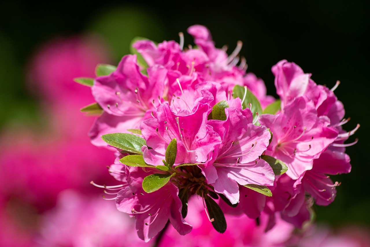 rododendron uprawa
