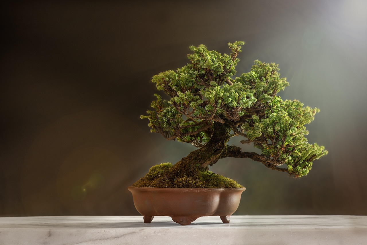 Światowa Wystawa Orchidei Bonsai i Sukulentów 2026