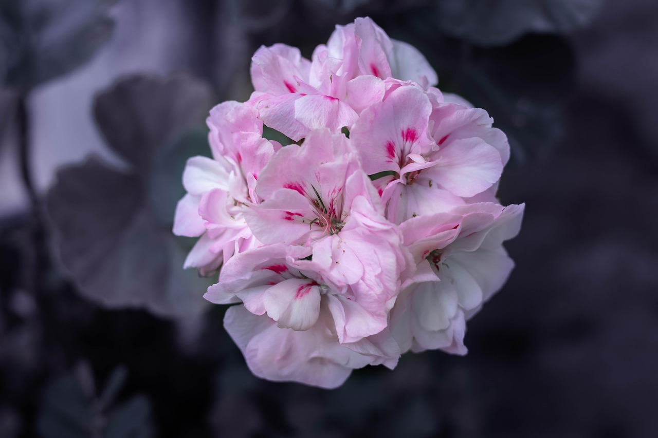 jak zimować pelargonie