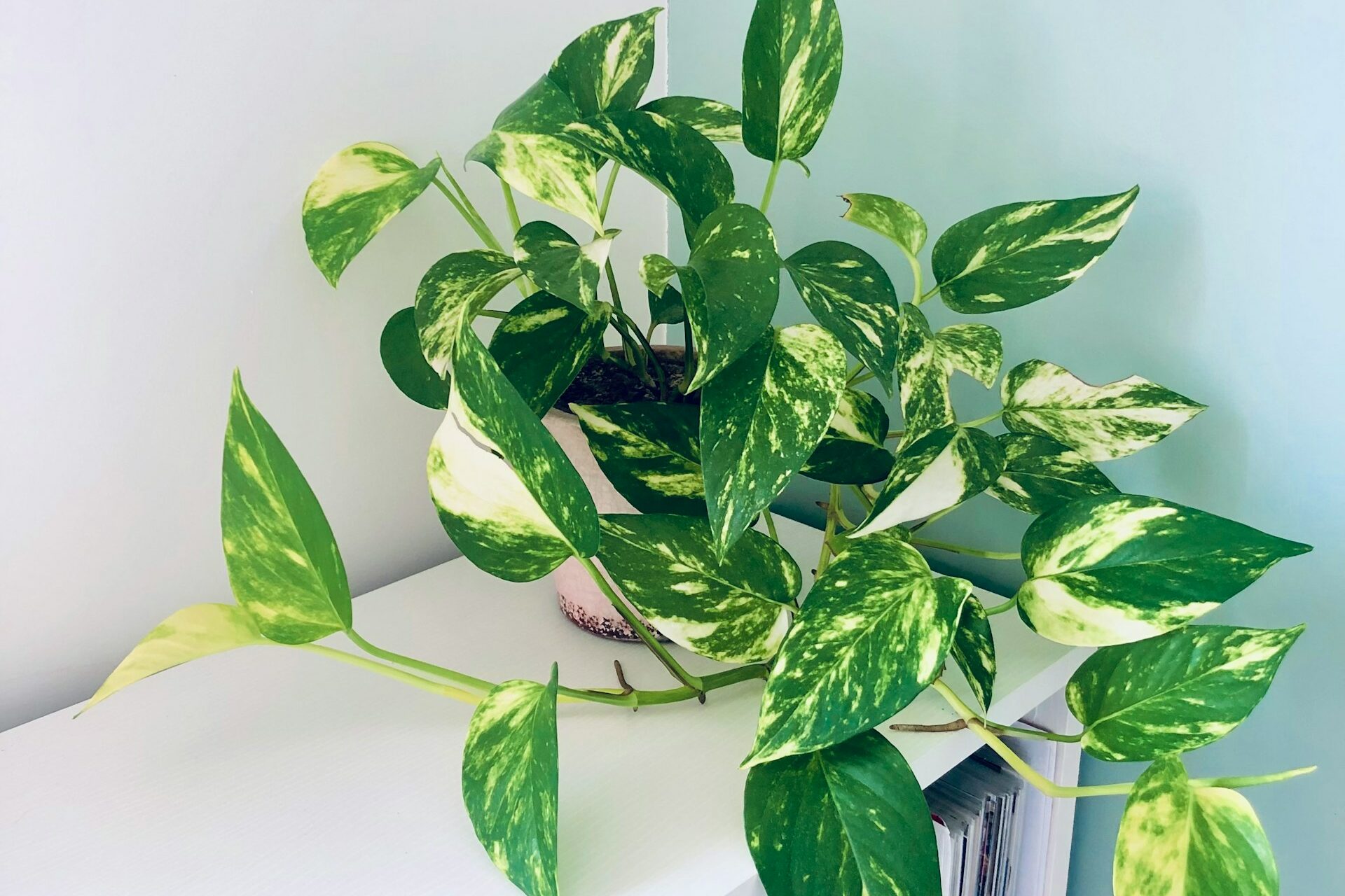 Epipremnum aureum