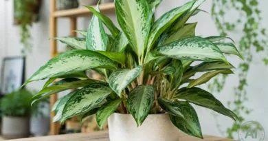 Aglaonema