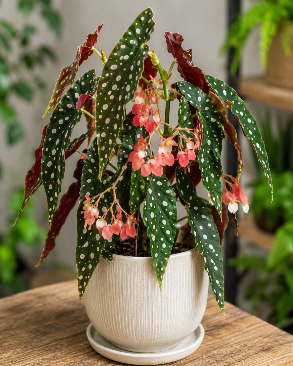 Begonia koralowa