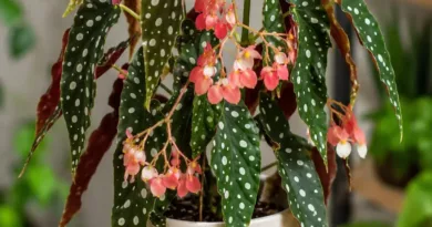 Begonia koralowa