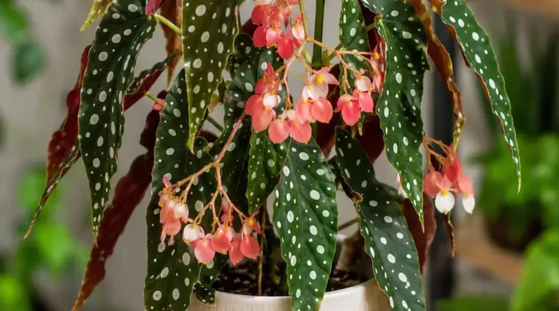 Begonia koralowa