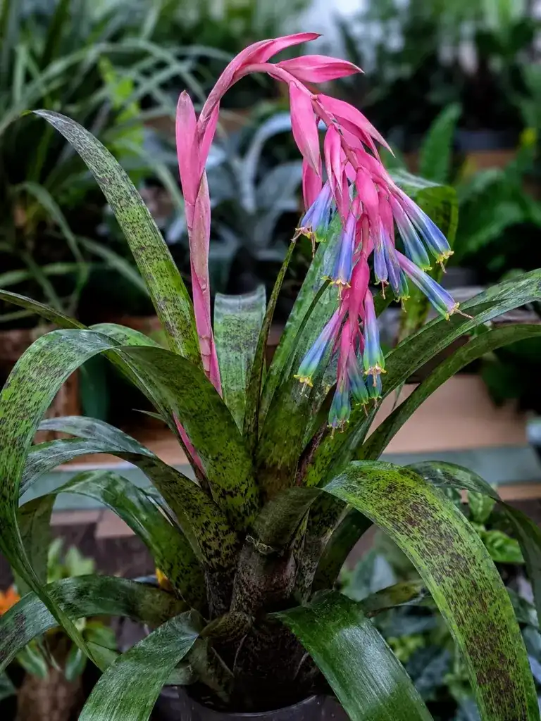 Bilbergia
