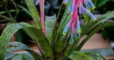 Bilbergia