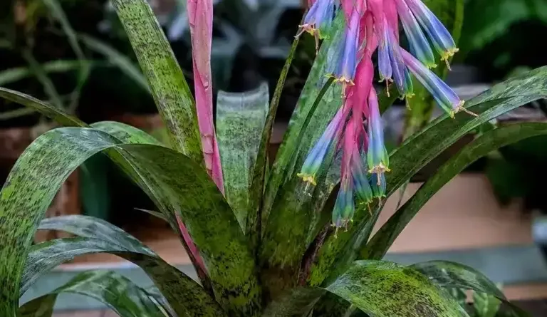 Bilbergia