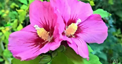 hibiskus ogrodowy uprawa