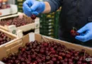 importowane czereśnie pod lupą trwają dodatkowe działania kontrolne