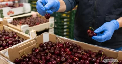 importowane czereśnie pod lupą trwają dodatkowe działania kontrolne