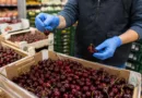 importowane czereśnie pod lupą trwają dodatkowe działania kontrolne