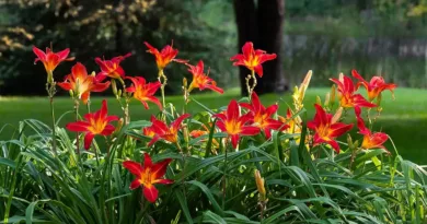 liliowiec uprawa