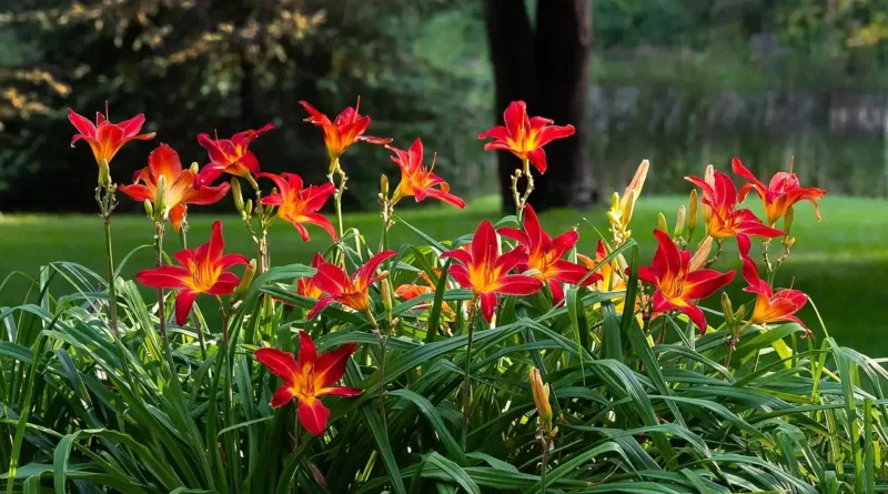 liliowiec uprawa
