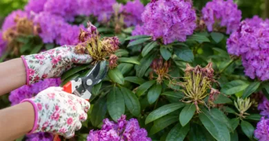 Jak dbać o rododendrony po kwitnieniu