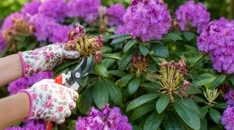 Jak dbać o rododendrony po kwitnieniu