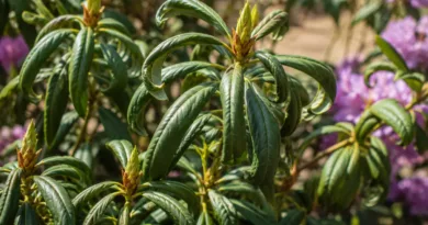Rododendron zwija liście