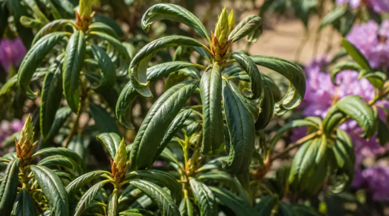 Rododendron zwija liście