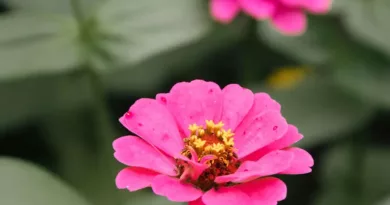 cynia