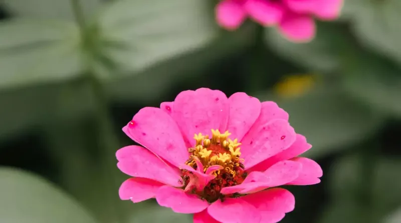 cynia