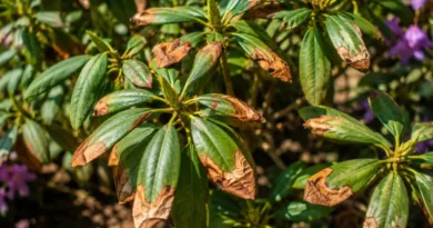 liście rododendrona brązowieją