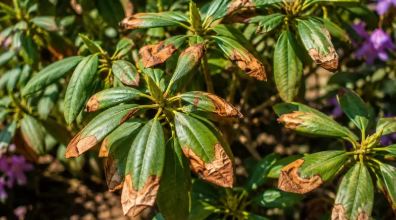 liście rododendrona brązowieją